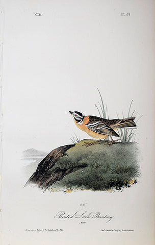 John James Audubon (American, 1785-1851), Pl 153 - Painted Lark Bunting