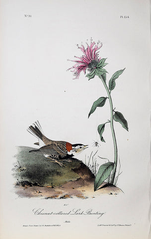 John James Audubon (American, 1785-1851), Pl 154 - Chestnut-collared Lark Bunting
