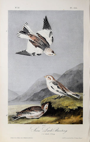 John James Audubon (American, 1785-1851), Pl 155 - Snow Lark Bunting