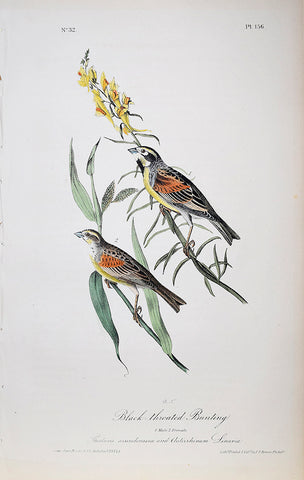 John James Audubon (American, 1785-1851), Pl 156 - Black-throated Bunting