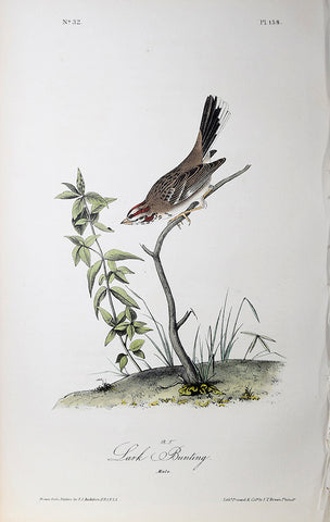 John James Audubon (American, 1785-1851), Pl 158 - Lark Bunting