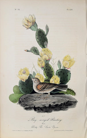 John James Audubon (American, 1785-1851), Pl 159 - Bay-winged Bunting