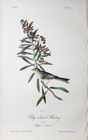 John James Audubon (American, 1785-1851), Pl 161 - Clay-coloured Bunting