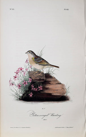 John James Audubon (American, 1785-1851), Pl 162 - Yellow-winged Bunting