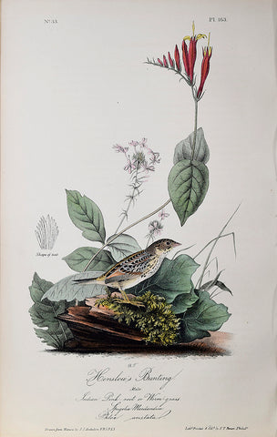 John James Audubon (American, 1785-1851), Pl 163 - Henslow's Bunting