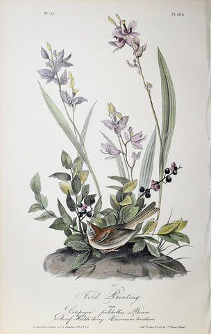 John James Audubon (American, 1785-1851), Pl 164 - Field Bunting