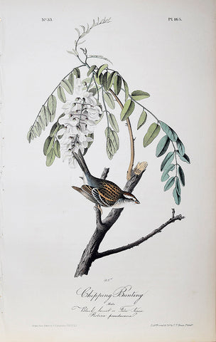 John James Audubon (American, 1785-1851), Pl 165 - Chipping Bunting