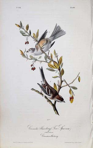 John James Audubon (American, 1785-1851), Pl 166 - Canada Bunting (Tree Sparrow)