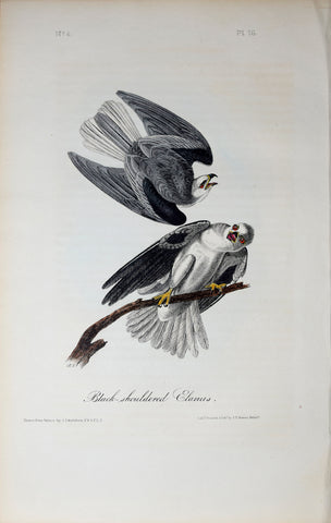 John James Audubon (American, 1785-1851), Pl 16 - Black-shouldered Elanus