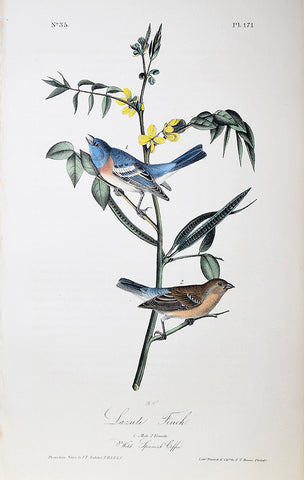 John James Audubon (American, 1785-1851), Pl 171 - Lazuli Finch