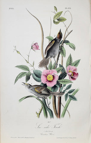 John James Audubon (American, 1785-1851), Pl 172 - Sea-side Finch