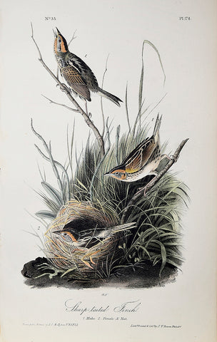 John James Audubon (American, 1785-1851), Pl 174 - Sharp-tailed Finch