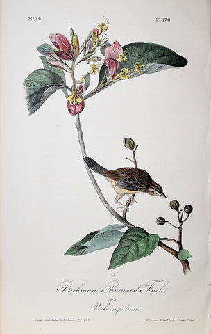 John James Audubon (American, 1785-1851), Pl 176 - Bachman's Pinewood Finch