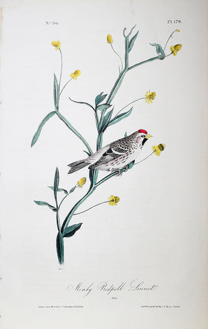 John James Audubon (American, 1785-1851), Pl 178 - Mealy Redpoll Linnet
