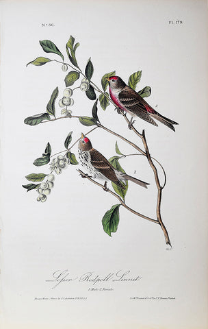 John James Audubon (American, 1785-1851), Pl 179 - Lesser Redpoll Linnet