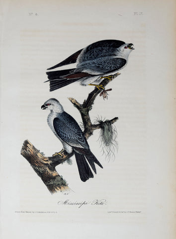 John James Audubon (American, 1785-1851), Pl 17 - Mississippi Kite