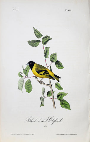 John James Audubon (American, 1785-1851), Pl 182 - Black-headed Goldfinch
