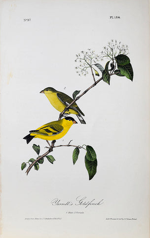John James Audubon (American, 1785-1851), Pl 184 - Yarrell's Goldfinch