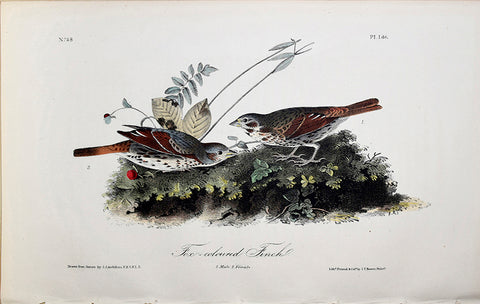John James Audubon (American, 1785-1851), Pl 186 - Fox-coloured Finch