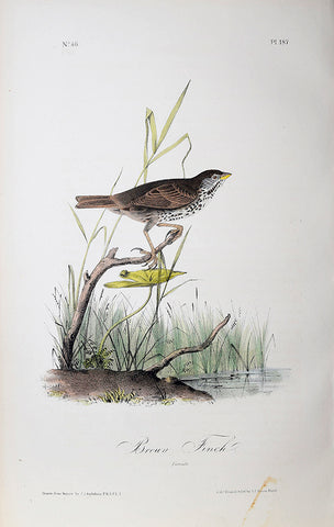 John James Audubon (American, 1785-1851), Pl 187 - Brown Finch