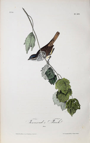 John James Audubon (American, 1785-1851), Pl 188 - Townsend's Finch