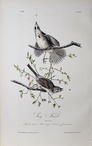 John James Audubon (American, 1785-1851), Pl 189 - Long Finch