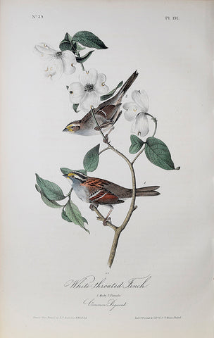 John James Audubon (American, 1785-1851), Pl 191 - White-throated Finch