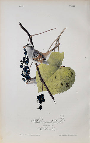 John James Audubon (American, 1785-1851), Pl 192 White-crowned Finch