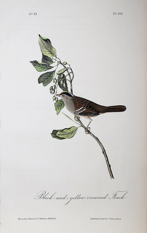 John James Audubon (American, 1785-1851), Pl 193 - Black-and-yellow-crowned Finch