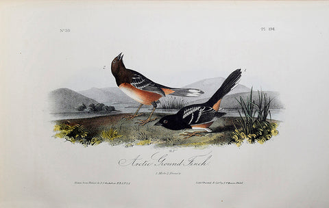 John James Audubon (American, 1785-1851), Pl 194 - Arctic Ground Finch