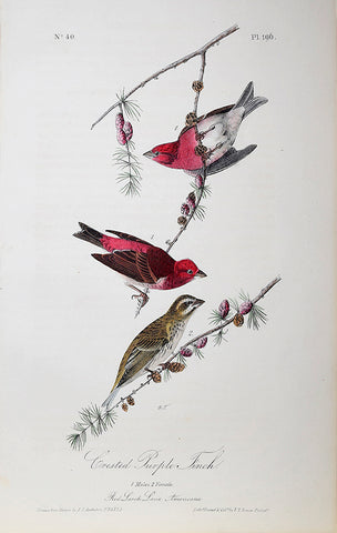 John James Audubon (American, 1785-1851), Pl 196 - Crested Purple Finch