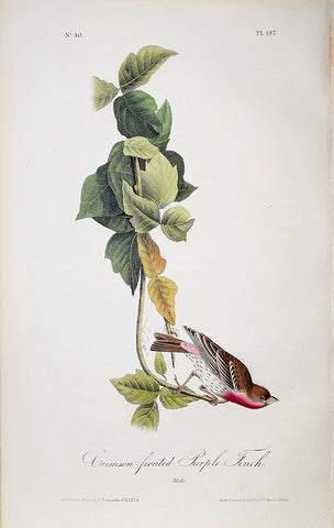 John James Audubon (American, 1785-1851), Pl 197 - Crimson-fronted Purple Finch