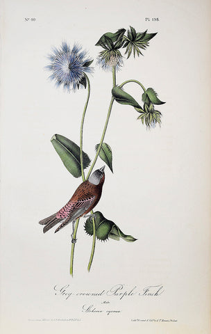 John James Audubon (American, 1785-1851), Pl 198 - Grey-crowned Purple Finch