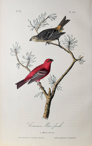 John James Audubon (American, 1785-1851), Pl 199 - Common Pine-finch