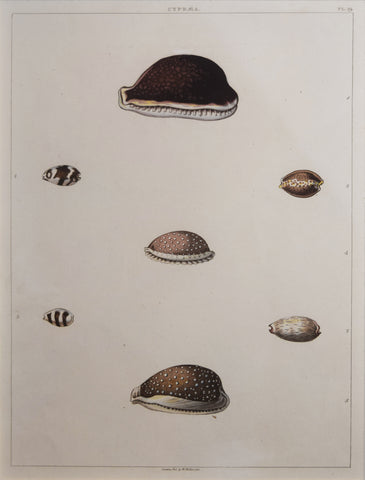 George Perry ( fl. 1810), Plate 19