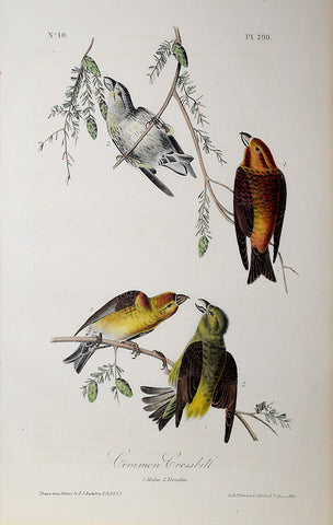 John James Audubon (American, 1785-1851), Pl 200 - Common Crossbill