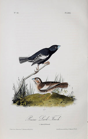 John James Audubon (American, 1785-1851), Pl 202 - Prairie Lark-Finch