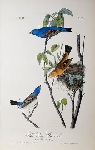 John James Audubon (American, 1785-1851), Pl 204 - Blue Long Grosbeak