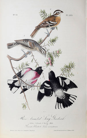 John James Audubon (American, 1785-1851), Pl 205 - Rose-breasted Long-Grosbeak