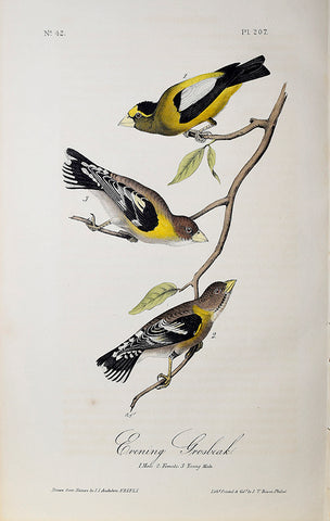 John James Audubon (American, 1785-1851), Pl 207 - Evening Grosbeak