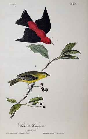 John James Audubon (American, 1785-1851), Pl 209 - Scarlet Tanager