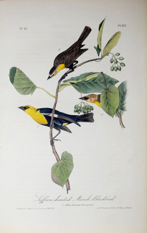 John James Audubon (American, 1785-1851), Pl 213 - Saffron-headed Marsh Blackbird