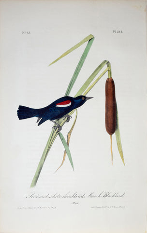 John James Audubon (American, 1785-1851), Pl 214 - Red-and-white-shouldered Marsh Blackbird