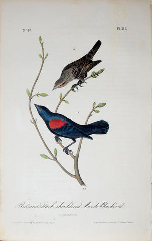 John James Audubon (American, 1785-1851), Pl 215 - Red-and-black-shouldered Marsh Blackbird