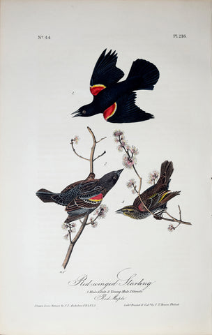 John James Audubon (American, 1785-1851), Pl 216 - Red-winged Starling