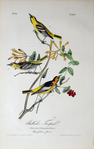 John James Audubon (American, 1785-1851), Pl 218 - Bullock's Troopial