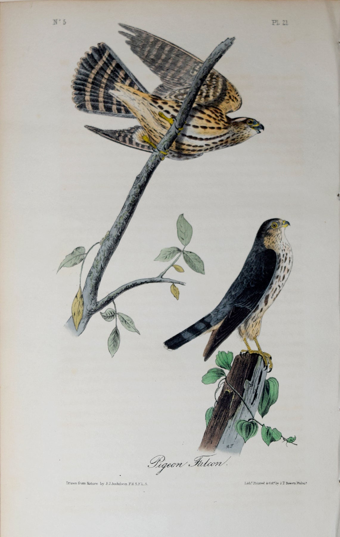 John James Audubon アメリカ鳥類博物画の本 John James Audubon アメリカ鳥類博物画の本