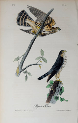 John James Audubon (American, 1785-1851), Pl 21 - Pigeon Falcon