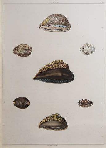 George Perry ( fl. 1810), Plate 21