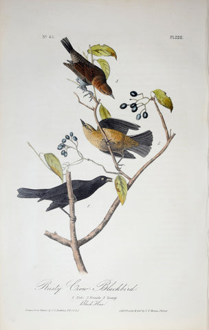 John James Audubon (American, 1785-1851), Pl 222 - Rusty Crow Blackbird